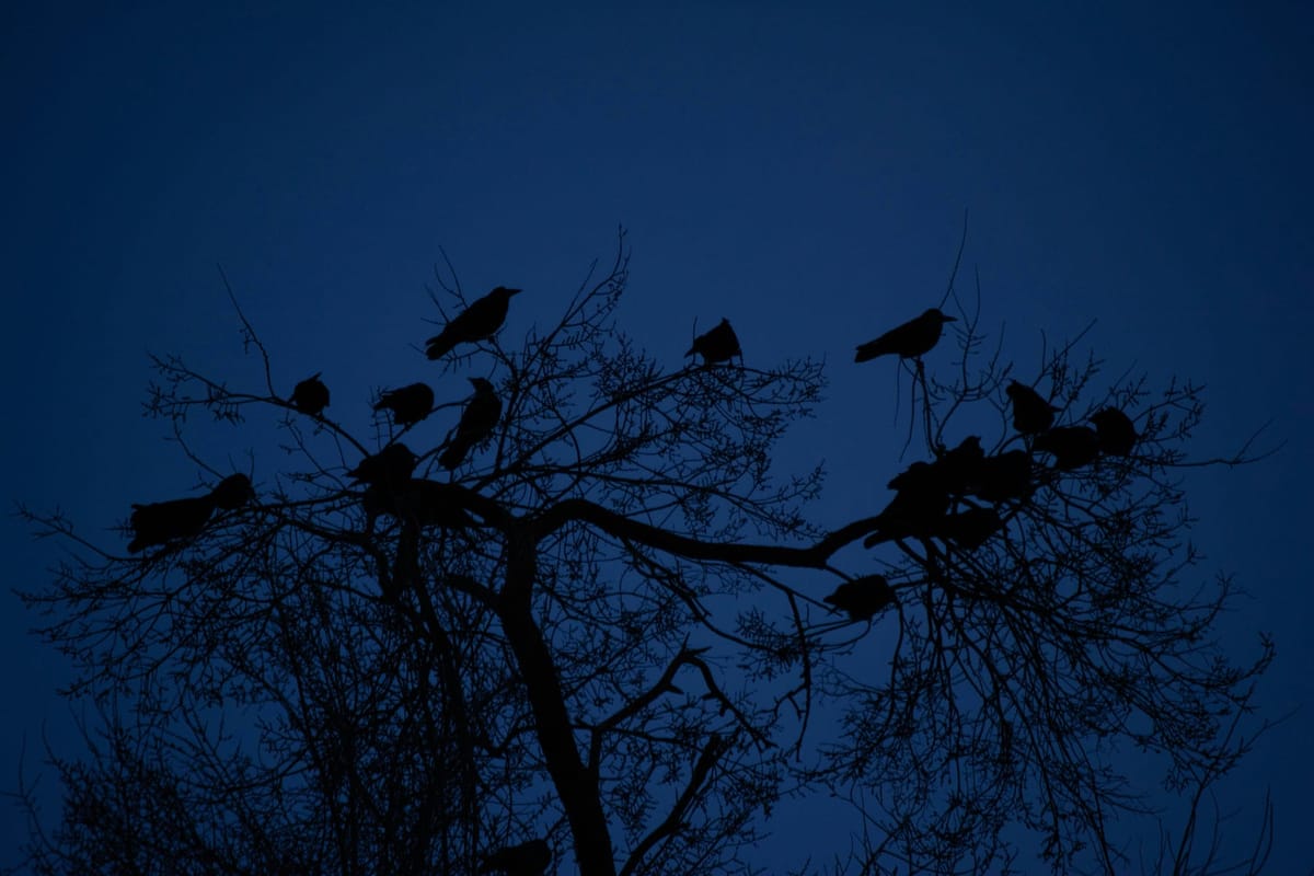 Every Howling Thing