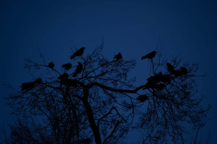 Every Howling Thing